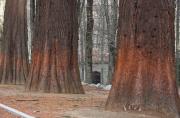 Sequoia roja (Sequoia sempervirens) 1de2