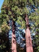 Sequoia roja (Sequoia sempervirens)