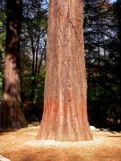 Sequoia roja (Sequoia sempervirens)