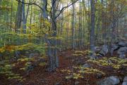 Santa Fe del Montseny al novembre