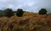 Passejant pel Montseny