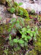 Estepa borrera parasitada (Cistus salviifolius)