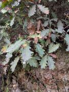 Roure africà (Quercus canariensis)