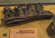 Mandíbula d'Hadrosaure 33/41