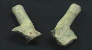 Fragment de crani de cèrvid