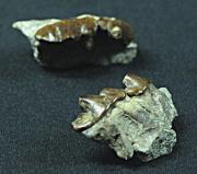 Molars de felí