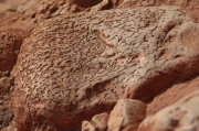 Estromatolits fóssils