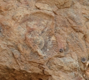 Ammonites, rastres fòssils de  510 milions d'anys.