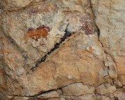 Belemnites  (Cefalòpodes), rastres fòssils de  510 milions d'anys.