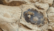 Lamel·libranquis, rastres fòssils de  510 milions d'anys.