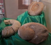 Ammonites