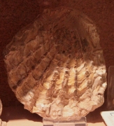 Ostrea mol·lusc bivalve