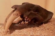 Crani i ullals fòssil d'un feli de dents de sabre (Smilodon californicus)