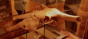 Rèplica tridimensional d'un fòssil del crani d'un uro