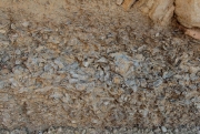 Sediments fósils de mol·luscs bivalves.