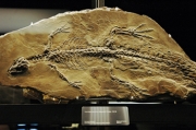 Montsecosuchus depereti