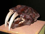 Tigre dents de sabre americà ( Smilodon fatalis)