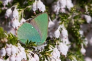 Gonepteryx rhamni.