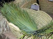 fulles de margalló, palmito (Chameorops humilis)