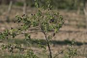 Roser Caní (Rosa canina)