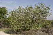 Lledoner ( Celtis australis  ) 1 de 2