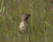 Cruixidell (Emberiza calandra)