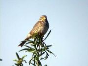 Cruixidell, triguero (Emberiza calandra)