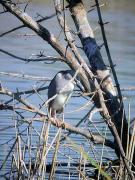 Martinet de nit (Nycticorx nycticorax)