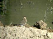 Perdiu de mar, canastera (Glareola pratincola)