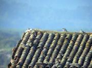 Colònia de xoriguer petit, cernícalo primilla (Falco naumanni)