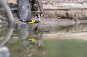 Cadernera (Carduelis carduelis)