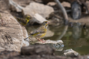 Verdum (Carduelis chloris)