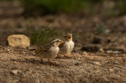 Pardal roquer (Petronia petronia)