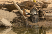 Pinsà comú (Fringilla coelebs)