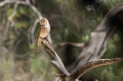 Papamosques gris (Muscicapa striata)