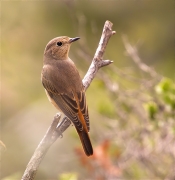 Femella de Cotxa cua-roja (Phoenicurus phoenicurus)