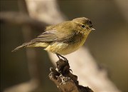 Mosquiter comú (Phylloscopus collybita)