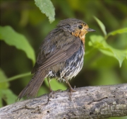 Pit roig (Erithacus rubecola)