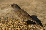 Pardal de bardissa (Prunella modularis)