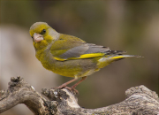 Mascle jove de Verdum (Carduelis chloris)