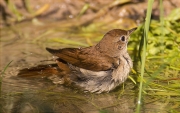 Rossinyol (Luscinia megarhynchos)