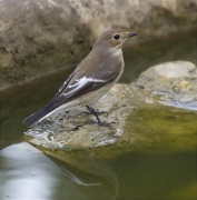 Femella de Mastegatatxes (Ficedula hypoleuca)