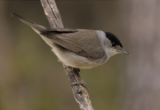 Mascle de Tallarol de casquet (Sylvia atricapilla)