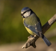 Mallerenga blava (Cyanistes caeruleus)