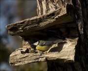 Mallerenga carbonera (Parus major)