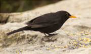 Mascle de Merla (Turdus merula)