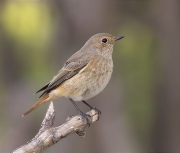 Femella de Cotxa cua-roja (Phoenicurus phoenicurus)