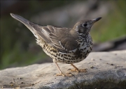 Griva (Turdus viscivorus)