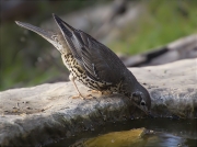 Griva (Turdus viscivorus)