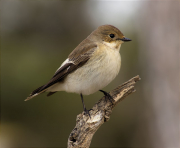 Femella de Mastegatatxes (Ficedula hypoleuca)